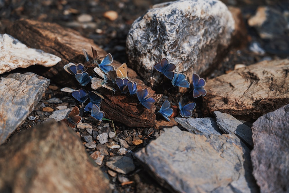 eine Gruppe blauer Schmetterlinge, die auf Felsen sitzen