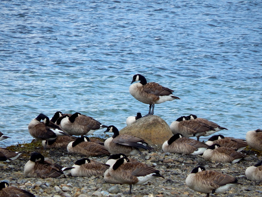 a flock of birds standing on top of a rocky beach