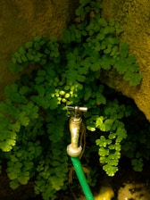 A metal water tap is attached to a green garden hose, surrounded by lush green fern leaves. The background features a textured stone wall that adds a natural, rustic element to the setting. Sunlight filters through, highlighting the leaves and the water tap.