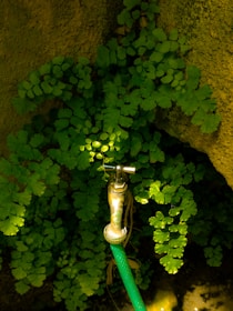 A metal water tap is attached to a green garden hose, surrounded by lush green fern leaves. The background features a textured stone wall that adds a natural, rustic element to the setting. Sunlight filters through, highlighting the leaves and the water tap.
