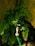 A metal water tap is attached to a green garden hose, surrounded by lush green fern leaves. The background features a textured stone wall that adds a natural, rustic element to the setting. Sunlight filters through, highlighting the leaves and the water tap.