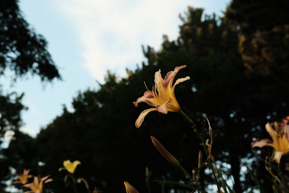 a group of flowers that are in the grass