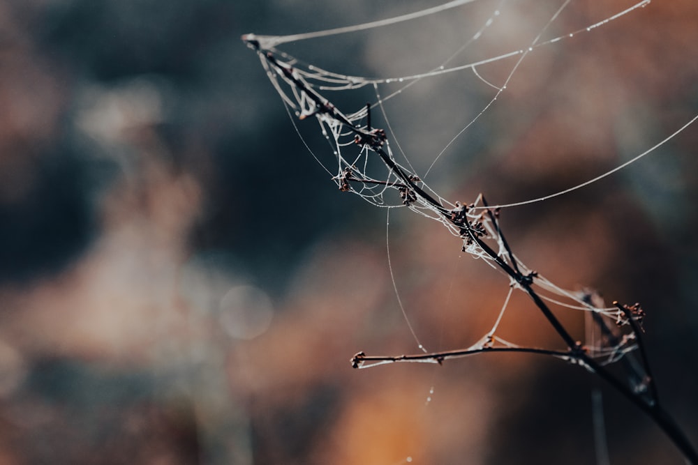 a close up of a spider web on a tree branch