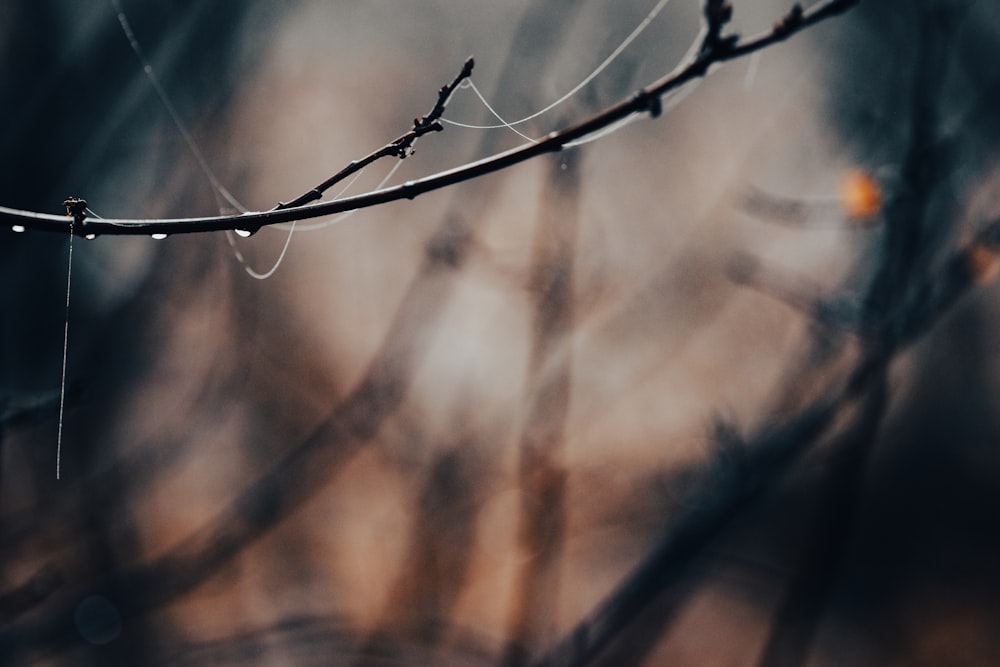 a branch with water drops hanging from it