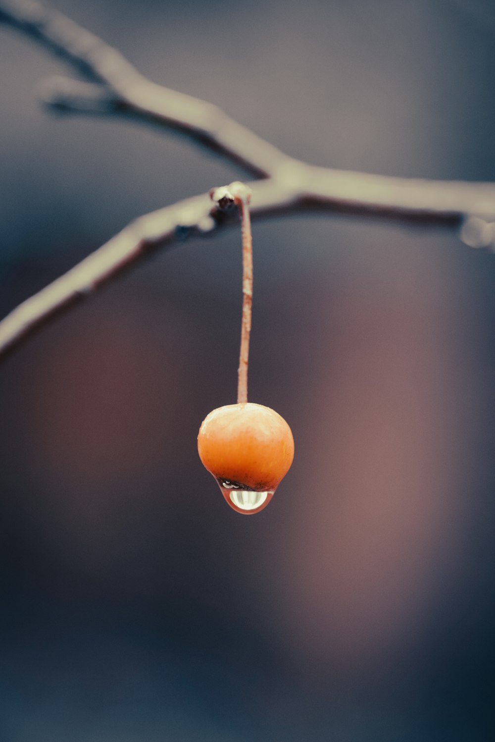 a drop of water hanging from a tree branch