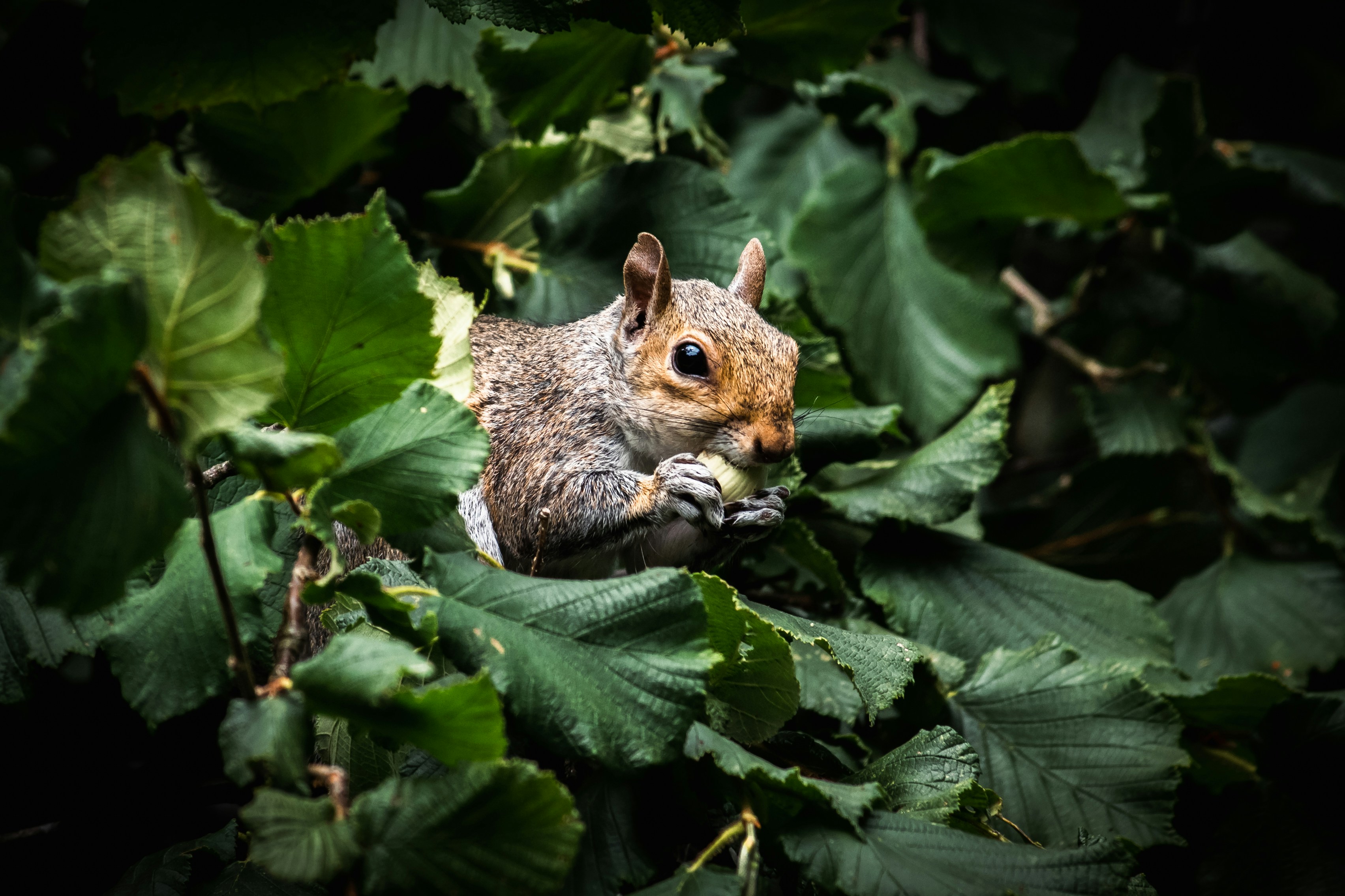 a squirrel sitting in a tree eating a nut