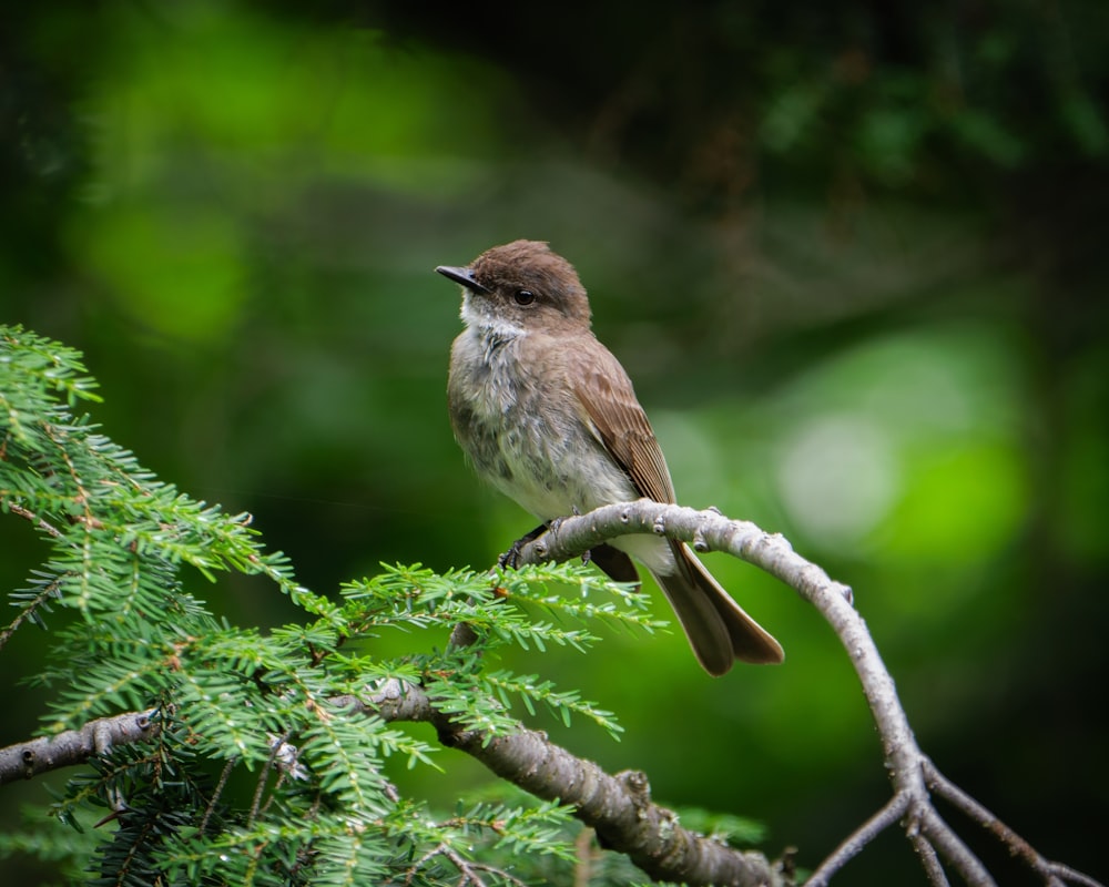 a small bird perched on a branch of a tree