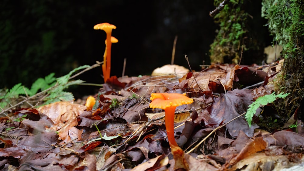 a group of mushrooms that are on the ground