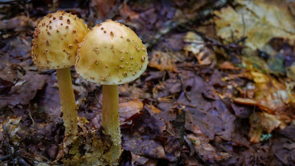 two small yellow mushrooms sitting on the ground