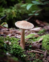 A single mushroom with a light brown cap and a slender stem is surrounded by lush, green moss and forest floor debris, such as leaves and twigs. The environment appears natural and undisturbed, suggesting a woodland or forest setting.