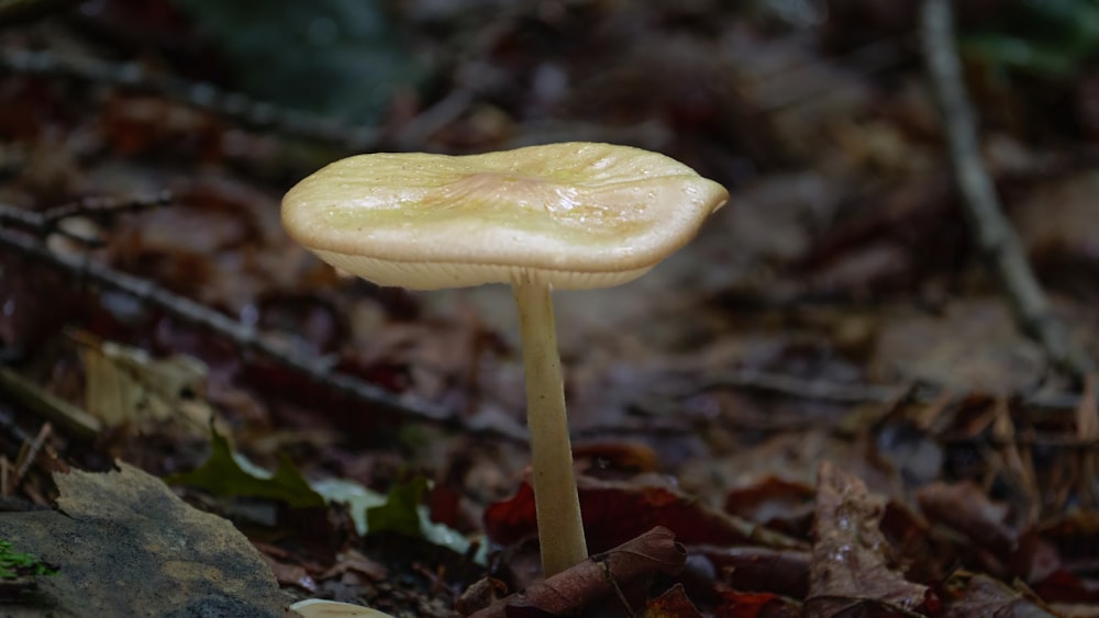 a small yellow mushroom sitting on the ground