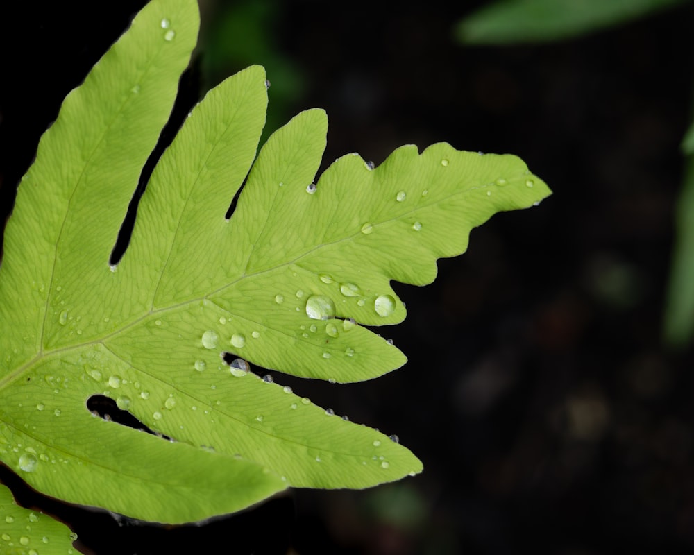 a green leaf with drops of water on it