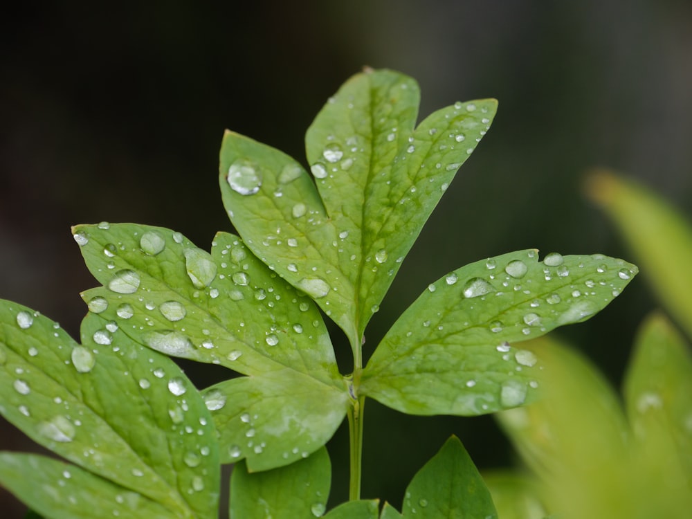 a green leaf with water droplets on it