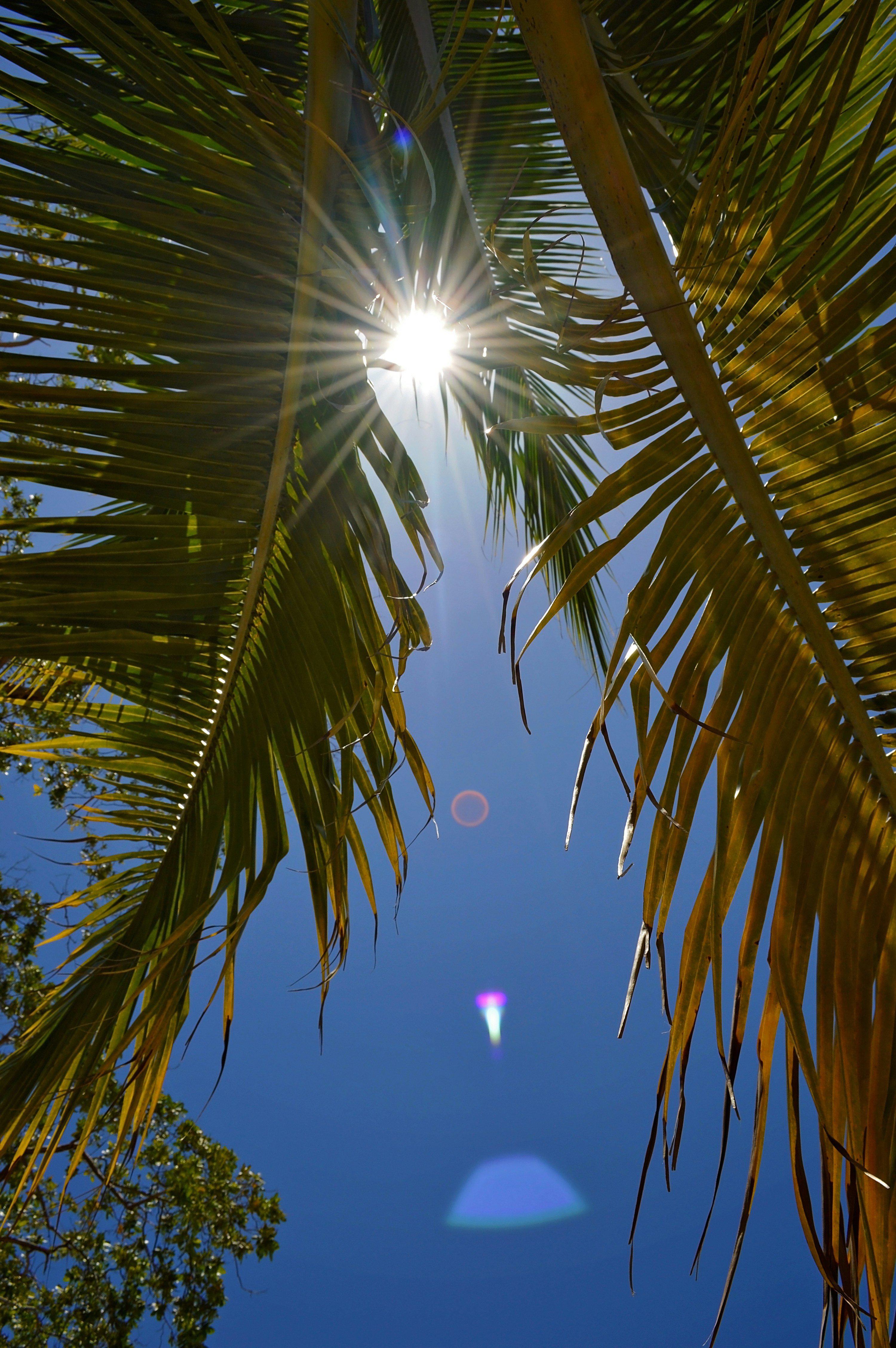 the sun shines through the leaves of a palm tree