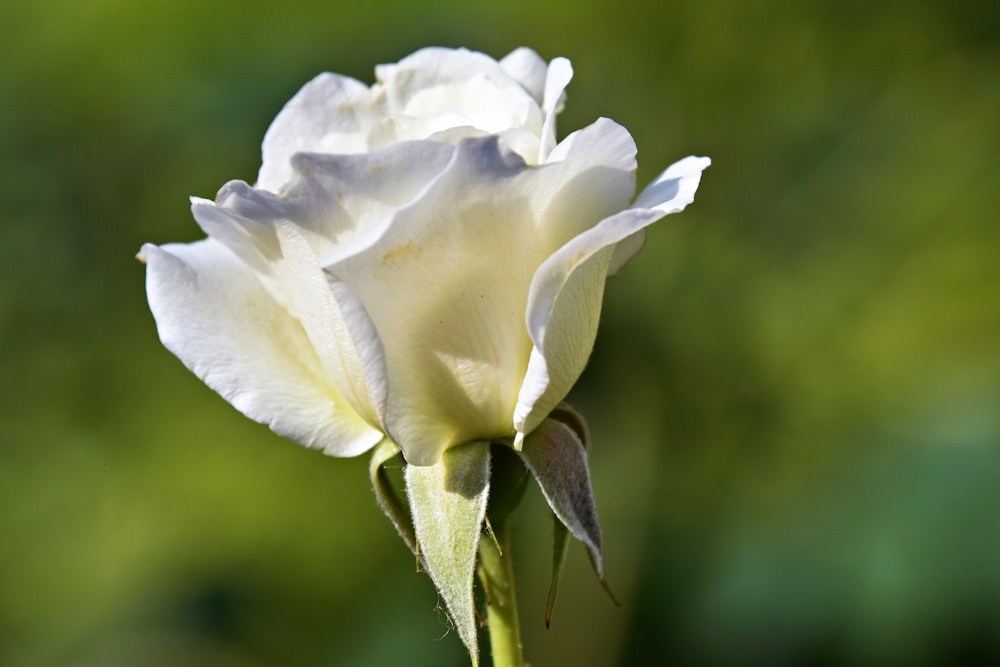 a white flower with a blurry background