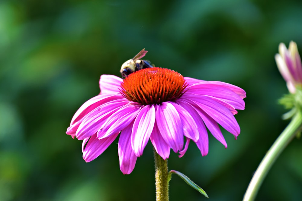 a pink flower with a bee on top of it