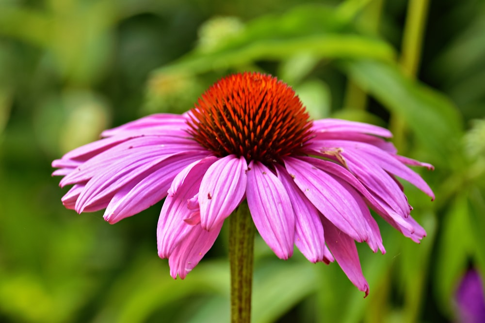 a purple flower with a red center in a garden
