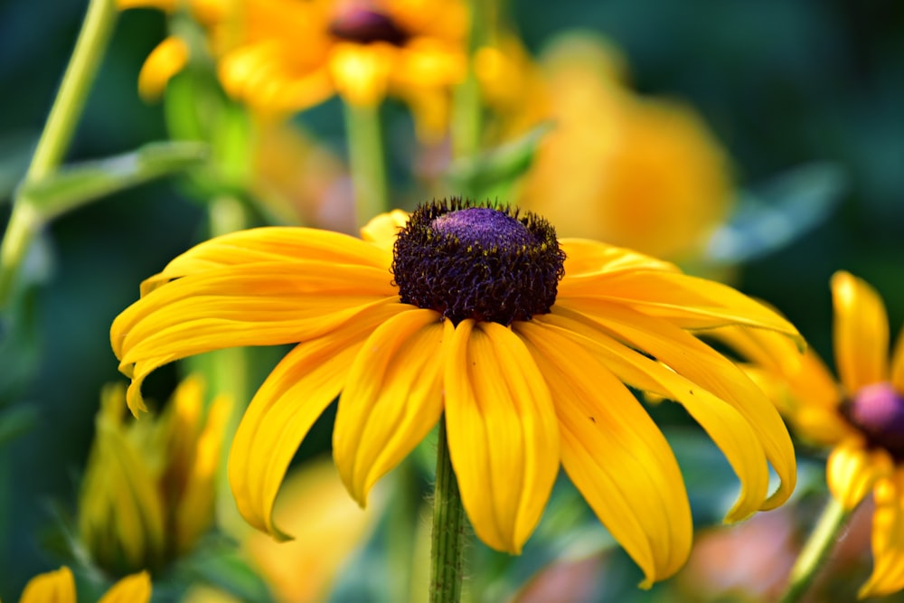 a close up of a yellow flower with other flowers in the background