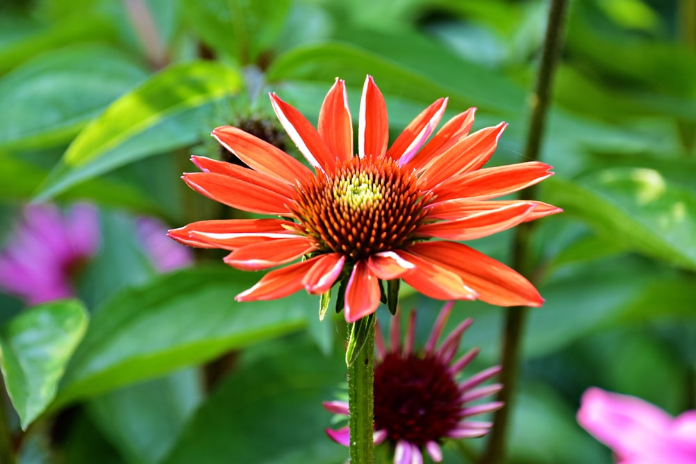 a red flower with a yellow center surrounded by other flowers
