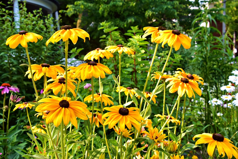 a bunch of yellow flowers in a garden