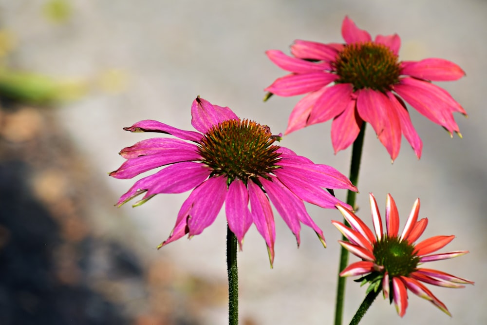 a couple of pink flowers sitting next to each other