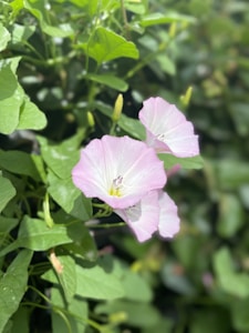 Garden in Bloom