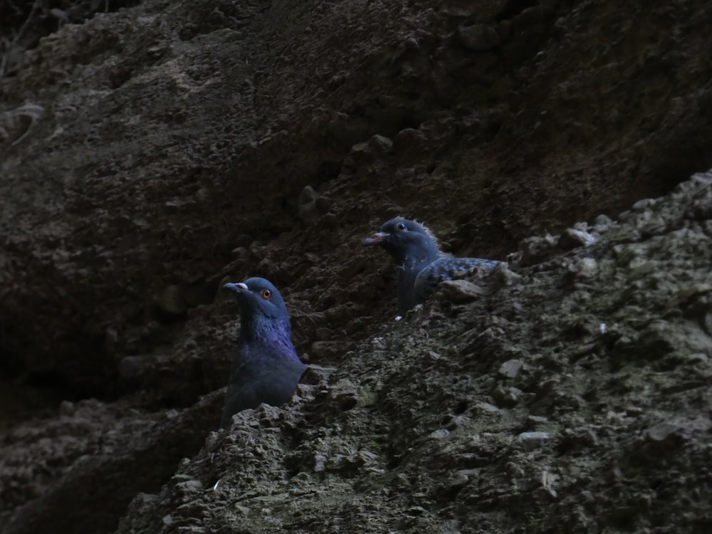 two blue birds sitting on the side of a mountain