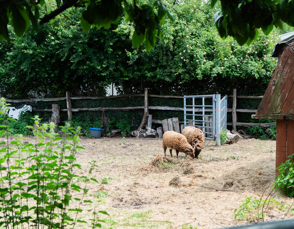 a sheep standing in a field next to a fence