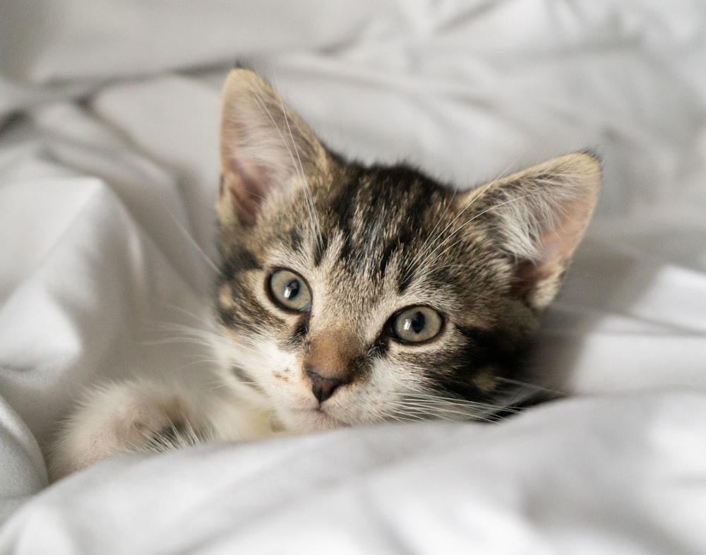 a small kitten laying on top of a white blanket