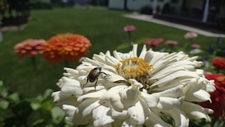 A close-up view of a beetle perched on a large white flower with a yellow center. In the background, there are vibrant garden flowers in shades of orange, red, and pink, along with a green lawn and a house in the distance.