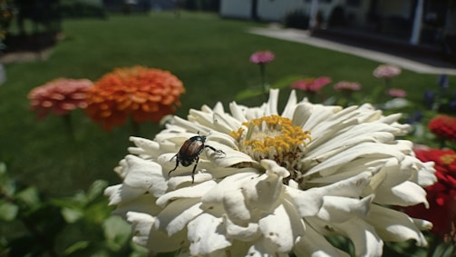 A close-up view of a beetle perched on a large white flower with a yellow center. In the background, there are vibrant garden flowers in shades of orange, red, and pink, along with a green lawn and a house in the distance.