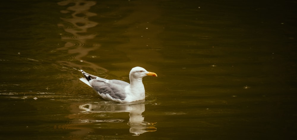 a duck floating on top of a body of water