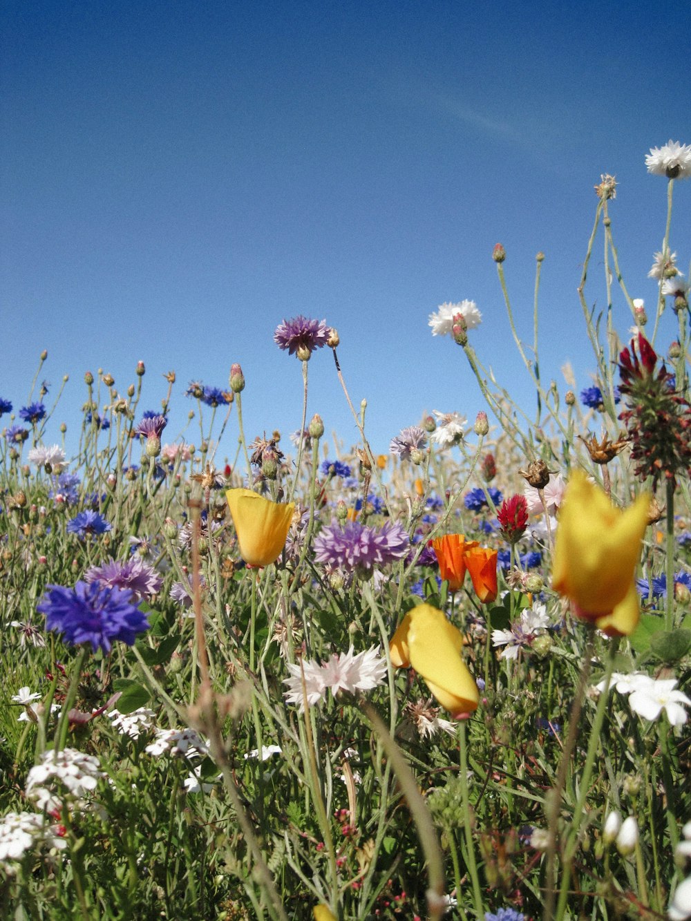 a field of wildflowers and daisies under a blue sky