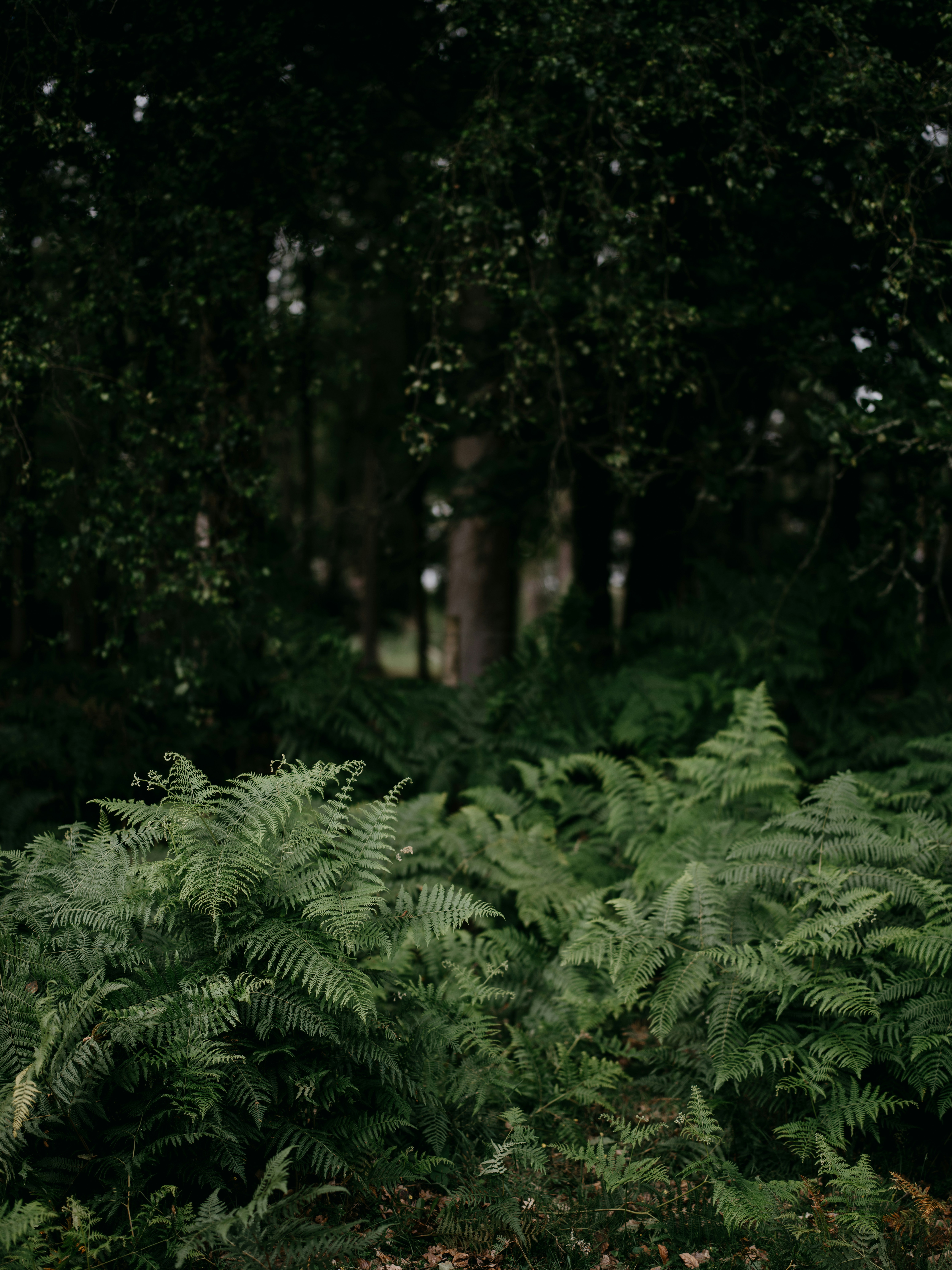 Photo by anniespratt