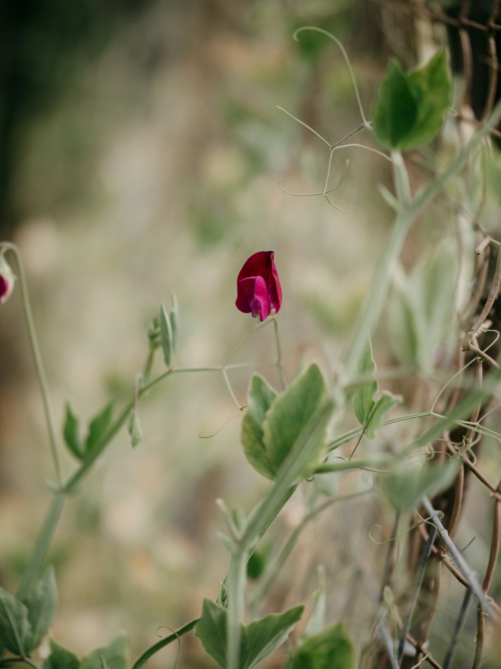 a red flower is growing on a vine