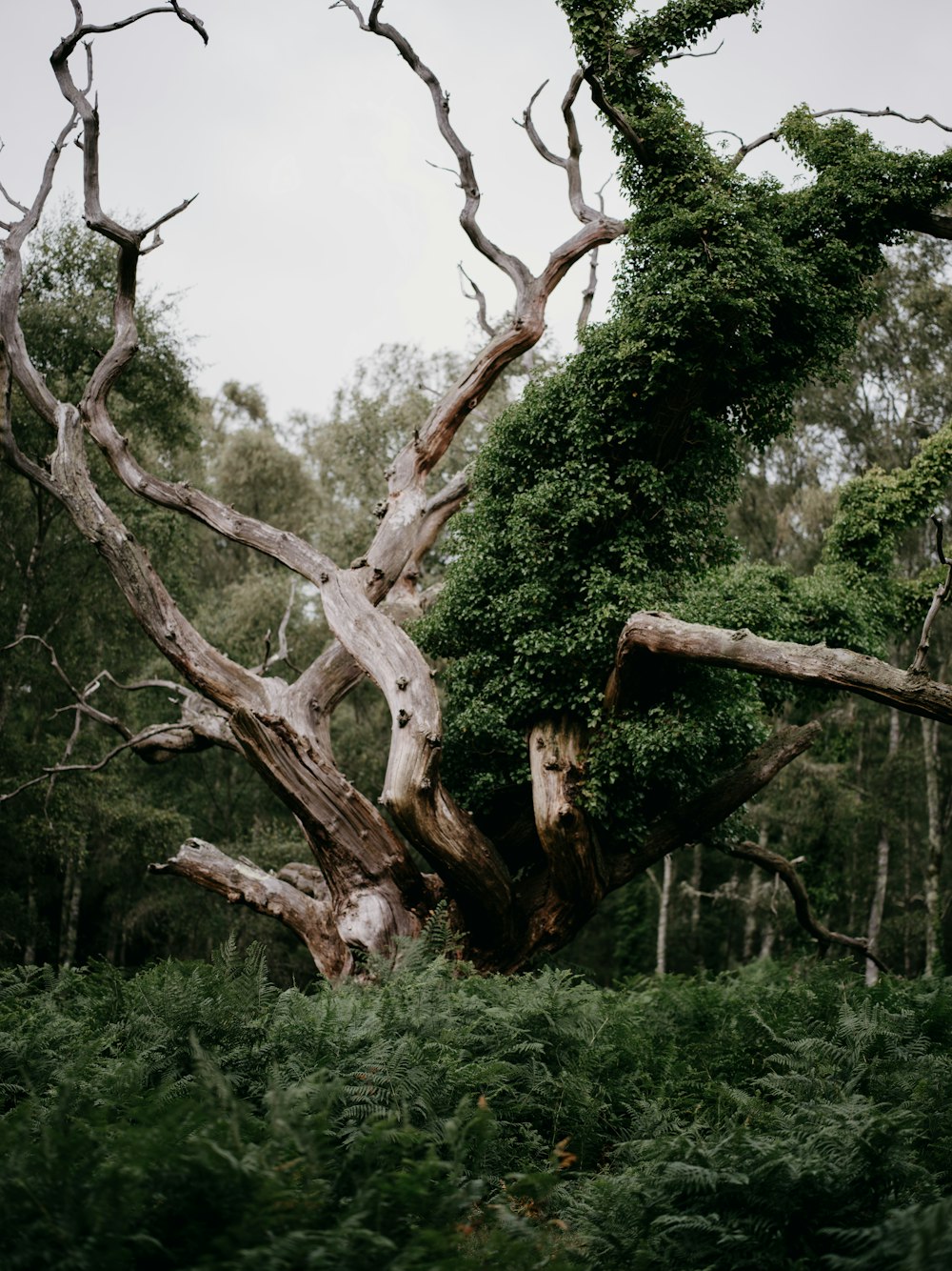 a very old tree in the middle of a forest