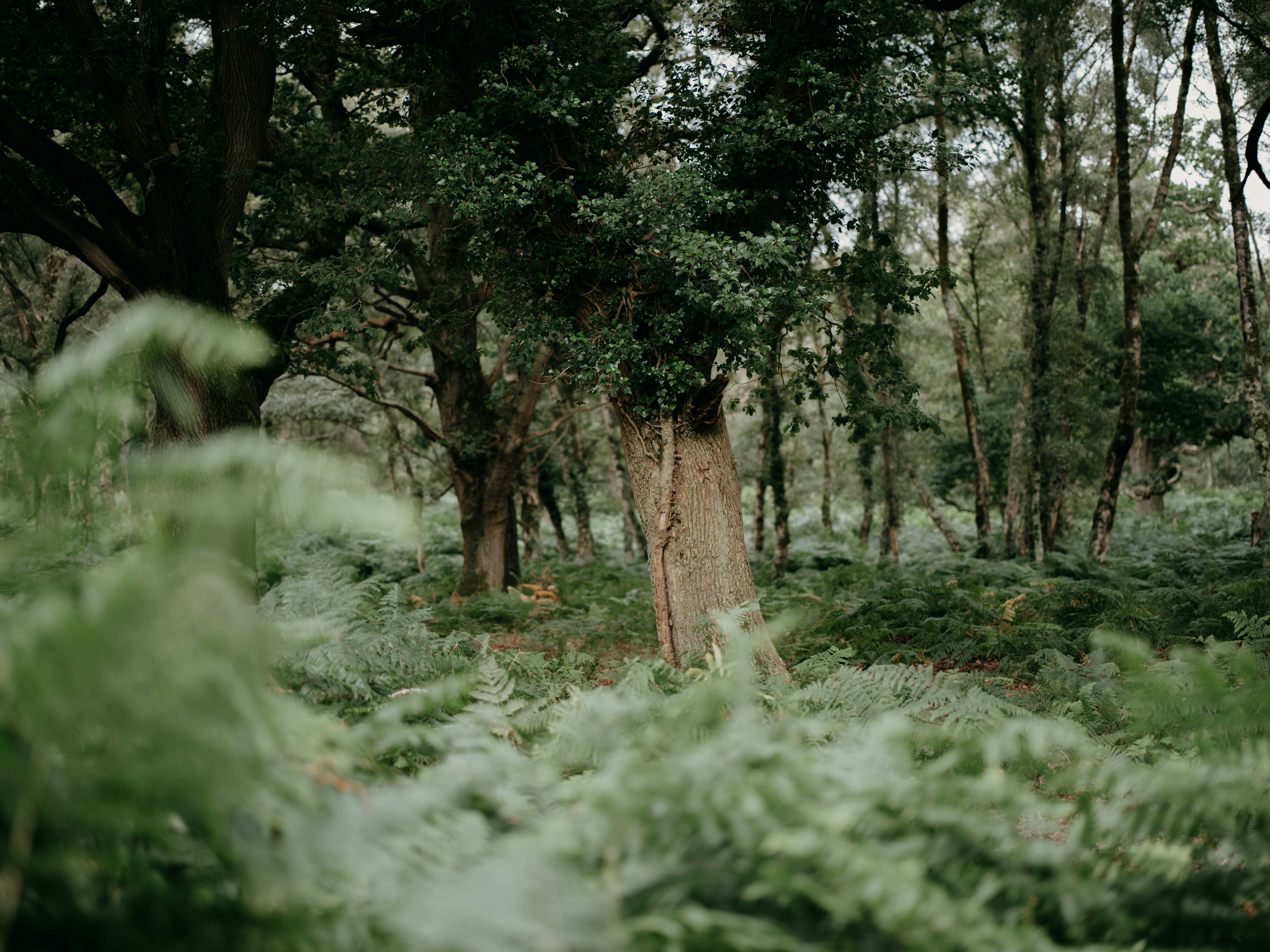 A lush green forest filled with lots of trees photo Free Woodland