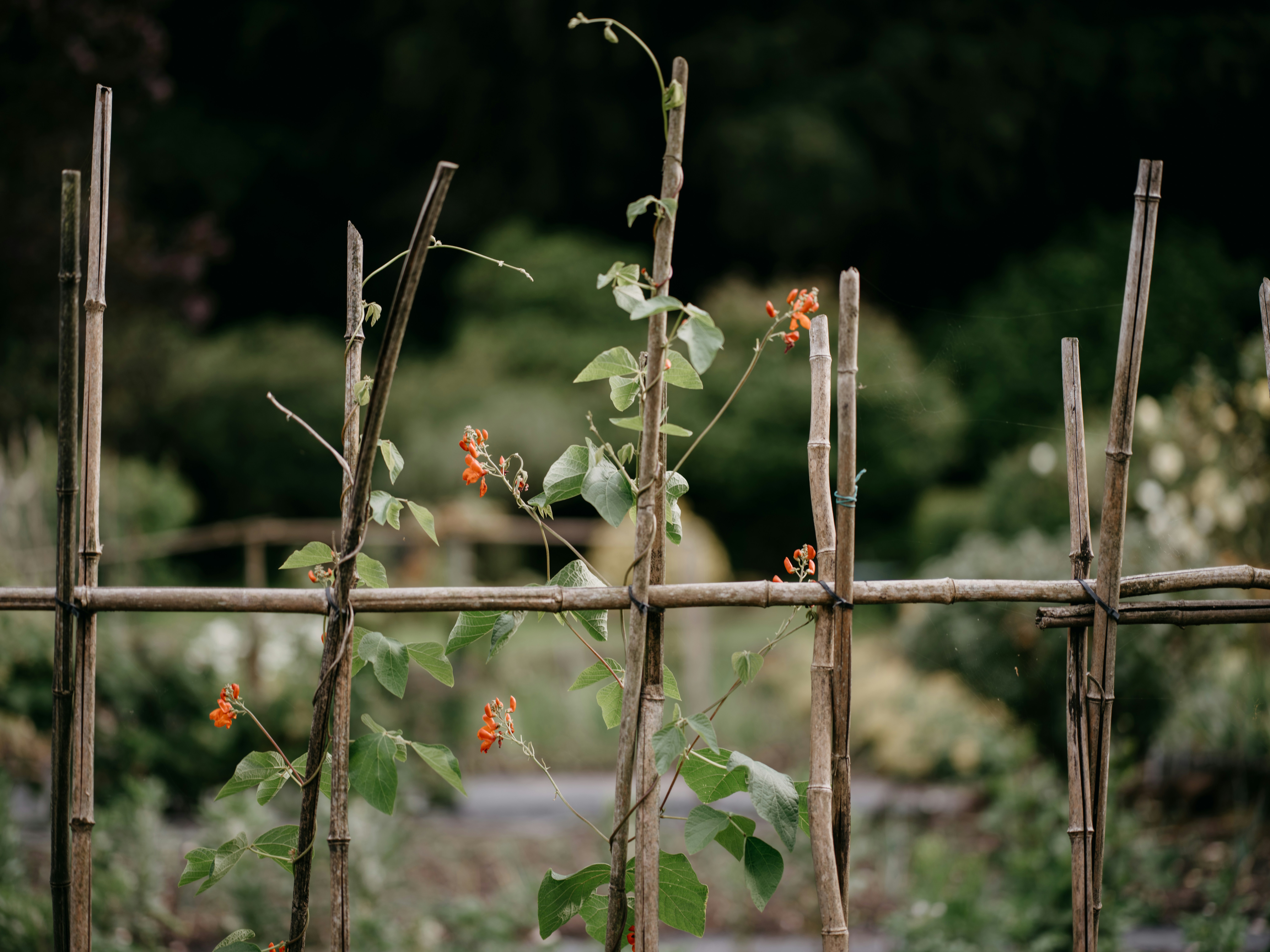 a close up of a wooden fence with flowers growing on it