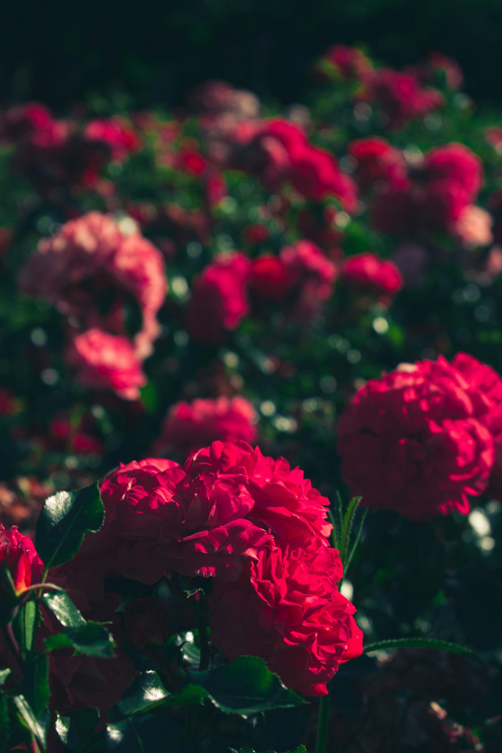 a field of red flowers with green leaves