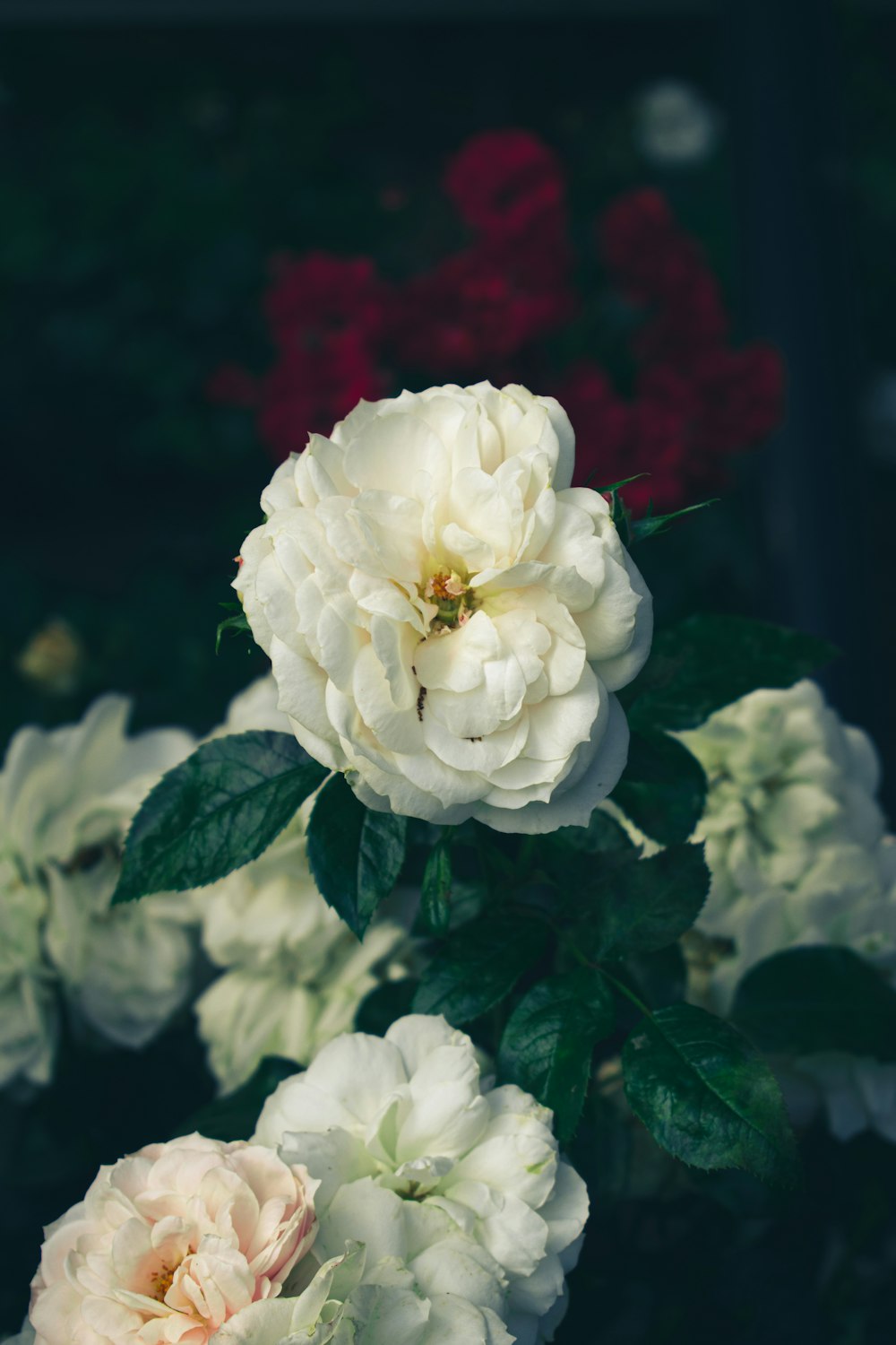 a group of white and pink flowers sitting next to each other