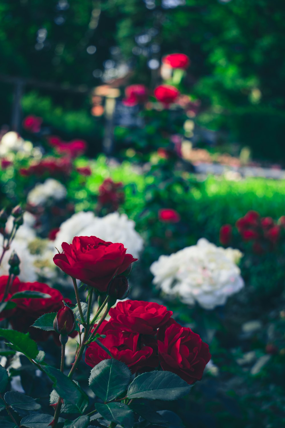 a bunch of red and white roses in a garden