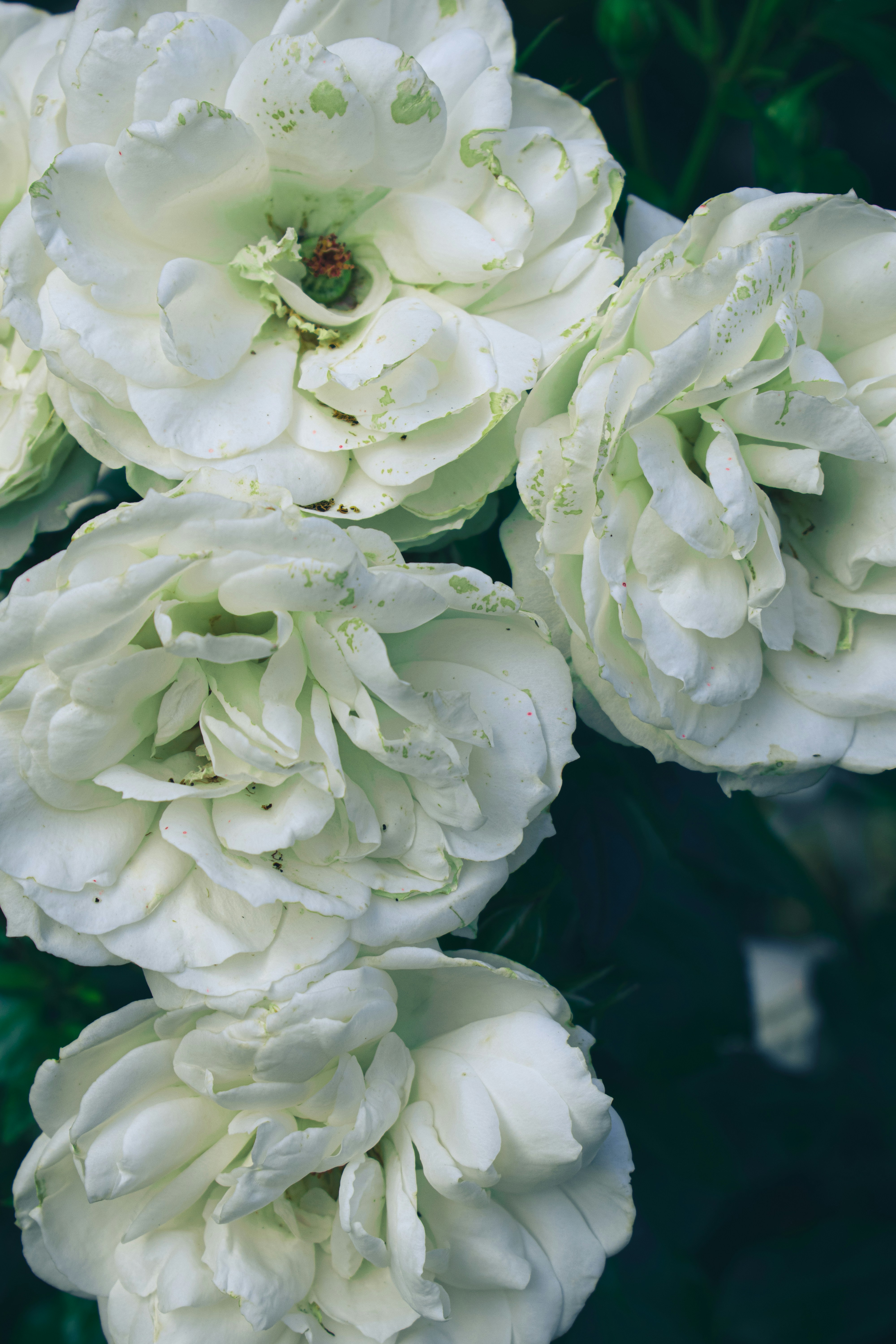 ein Strauß weißer Blumen mit Wassertropfen darauf