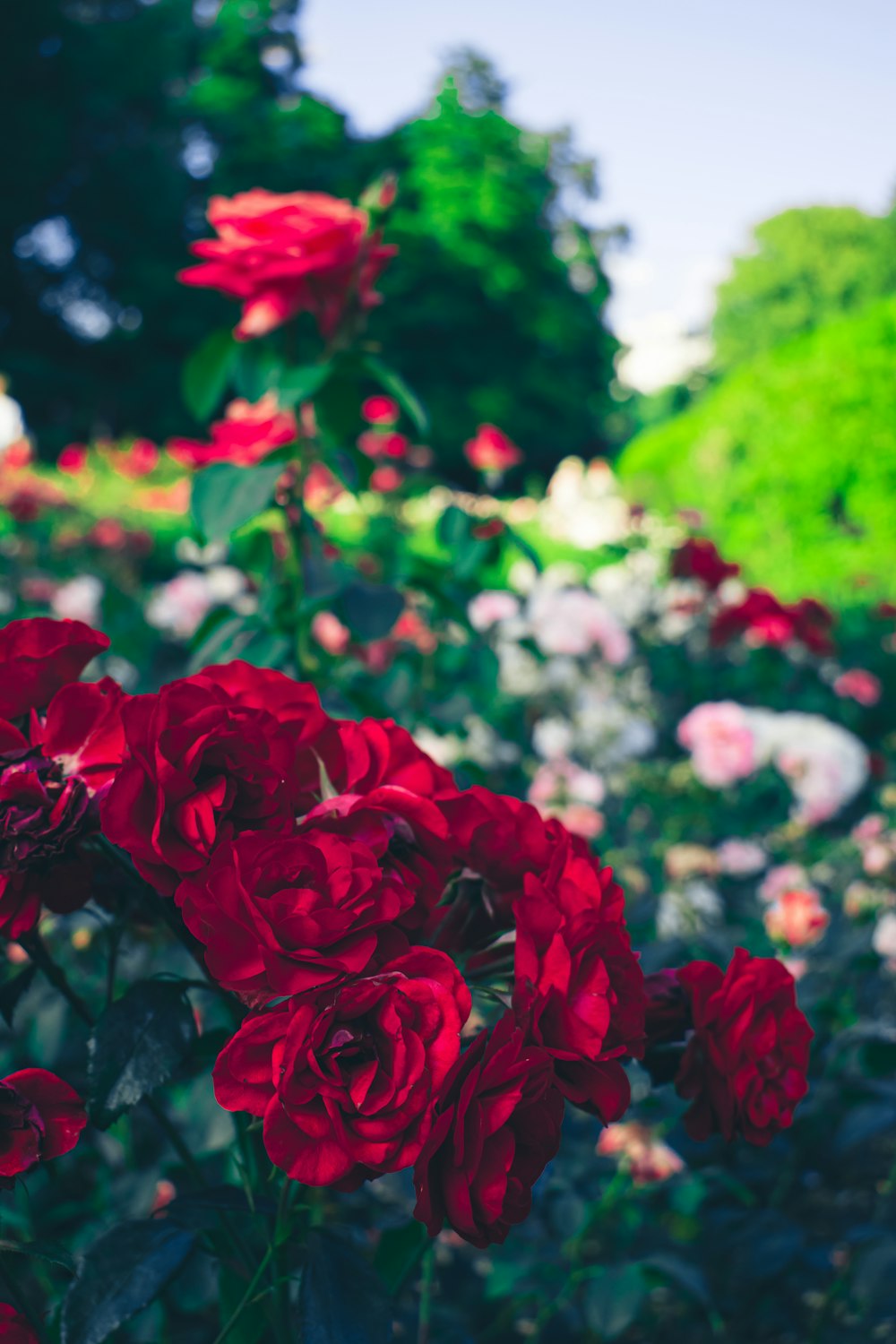a bunch of red roses in a garden