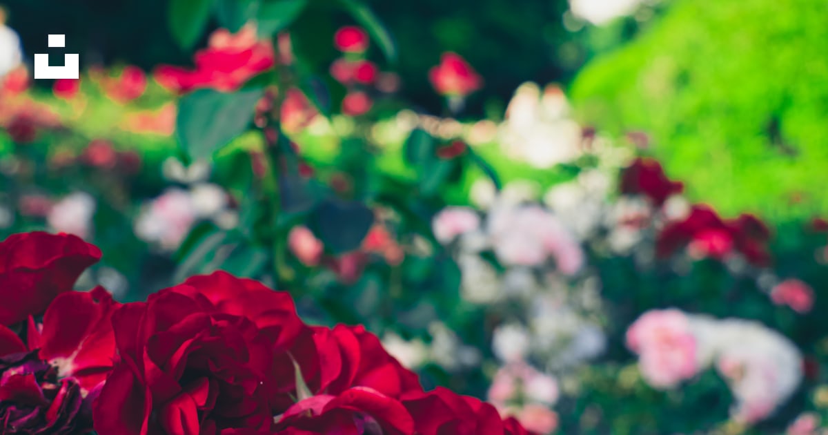 Un bouquet de roses rouges dans un jardin photo – Photo Parc ...