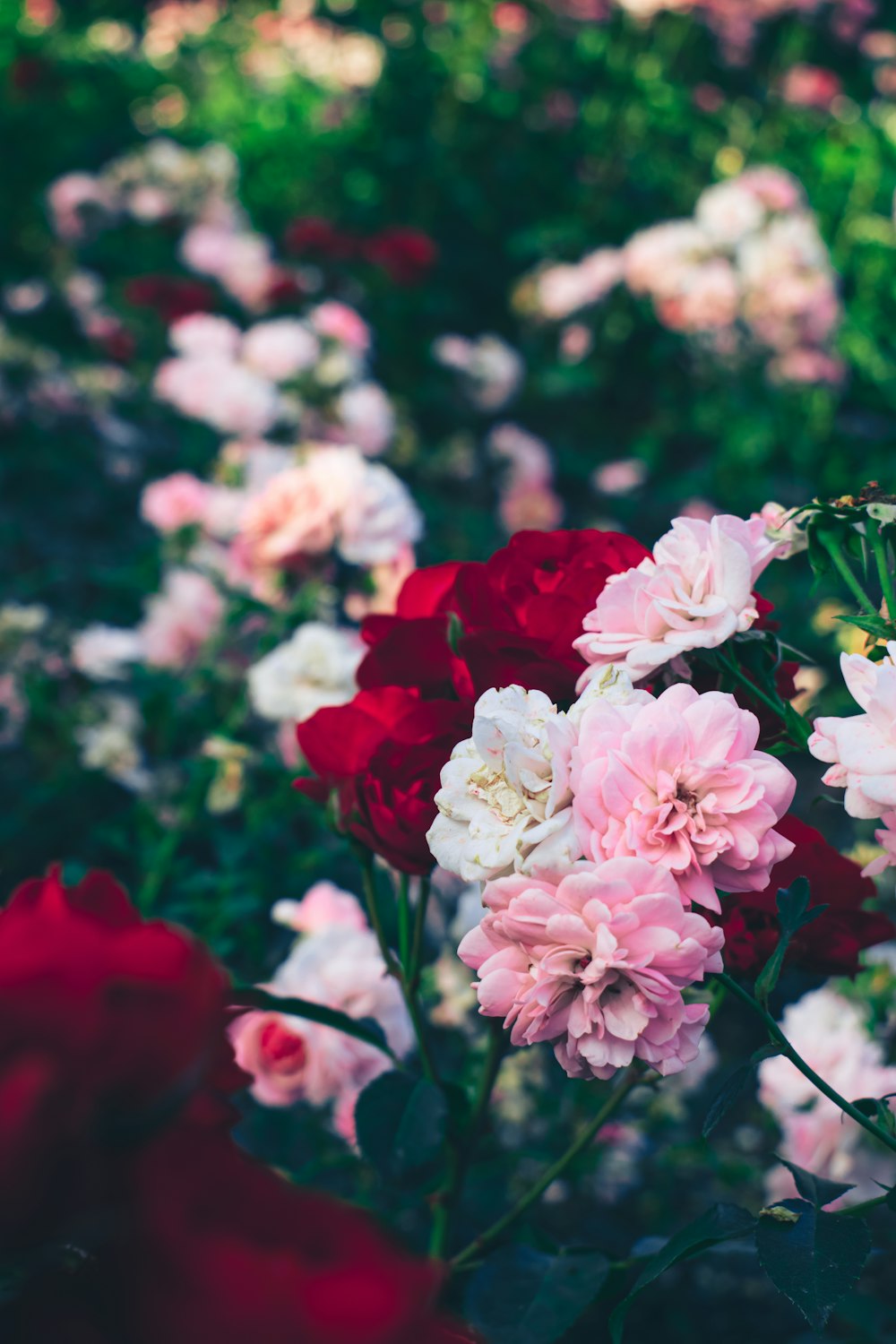 a field full of pink and red flowers