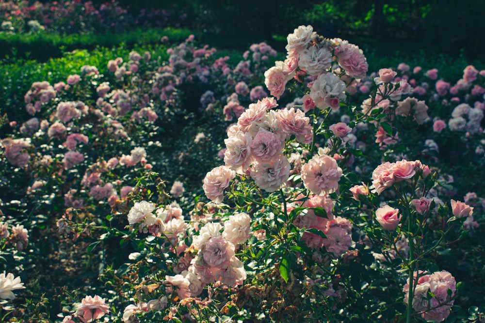 a field full of pink and white flowers