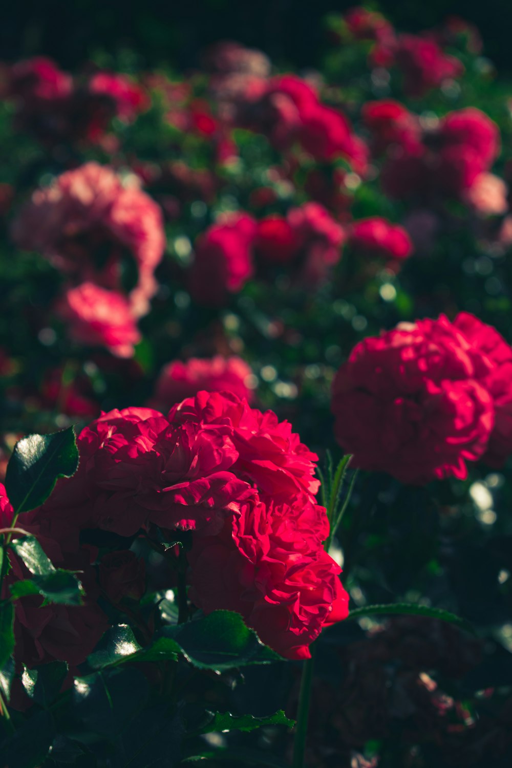 a field of red flowers with green leaves