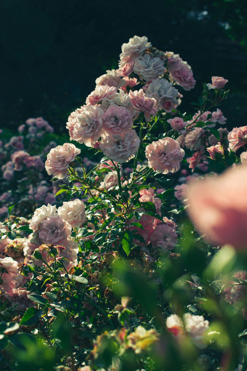 a bunch of flowers that are in the grass