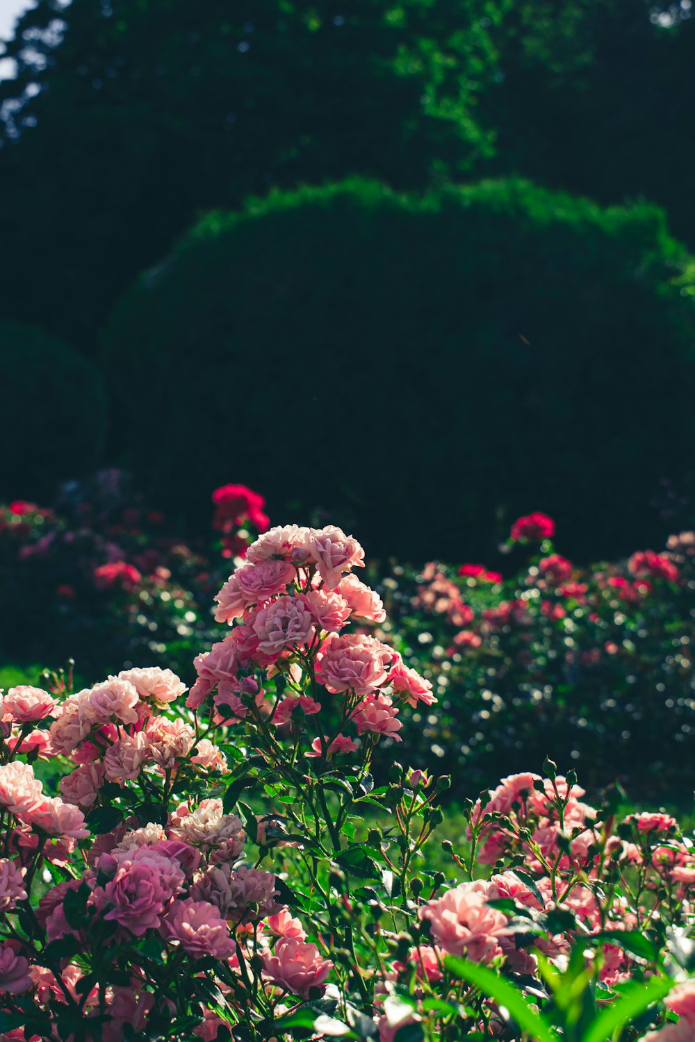 a field full of pink flowers with trees in the background