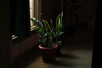 Natural light casting soft shadows on a small indoor plant beside a mortgage paperwork.